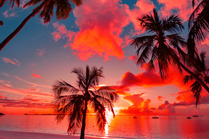 Sunset Beach Palm Tree, Maldives