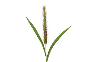 Grass Giant Foxtail Straight