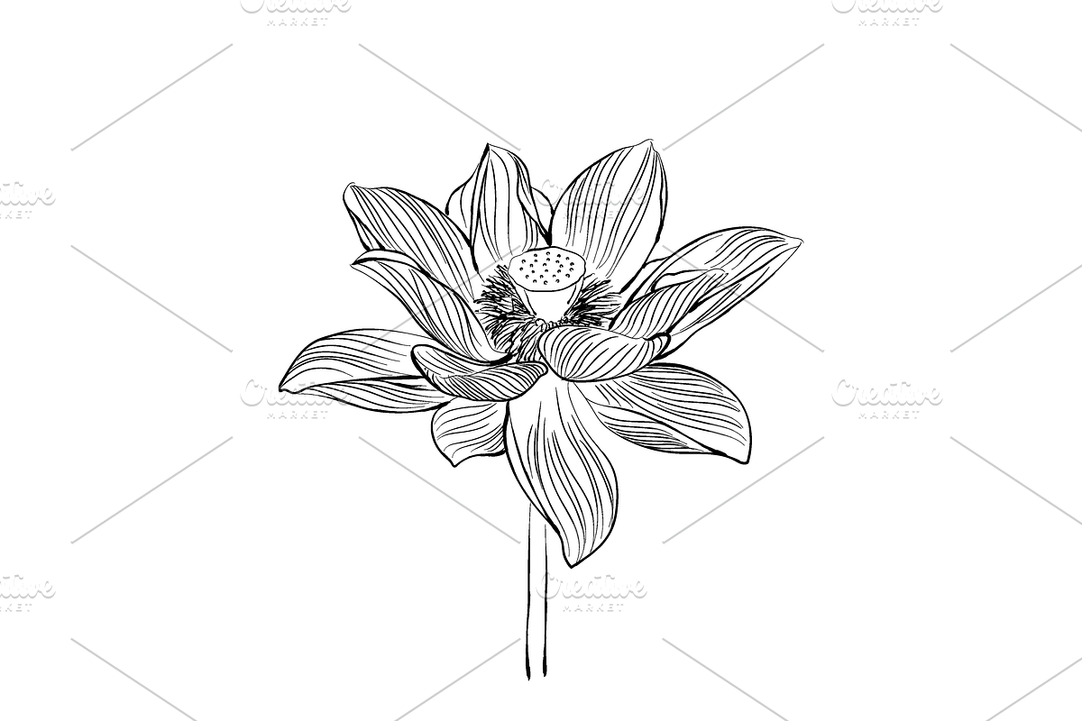 Lilies and Lotus Florals, an Object Graphic by VictoriaKStudio (Photo 4 of 10)