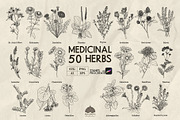 Medicinal Herbs line art + Procreate, an Illustration by Skliarova (Thumbnail 1 of 5)