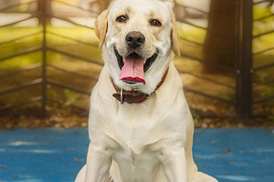 dog labrador retriever fawn color in, an Animal Photo by AlexBush