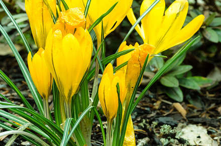 Blooming Flower Garden With Lawn preview 6