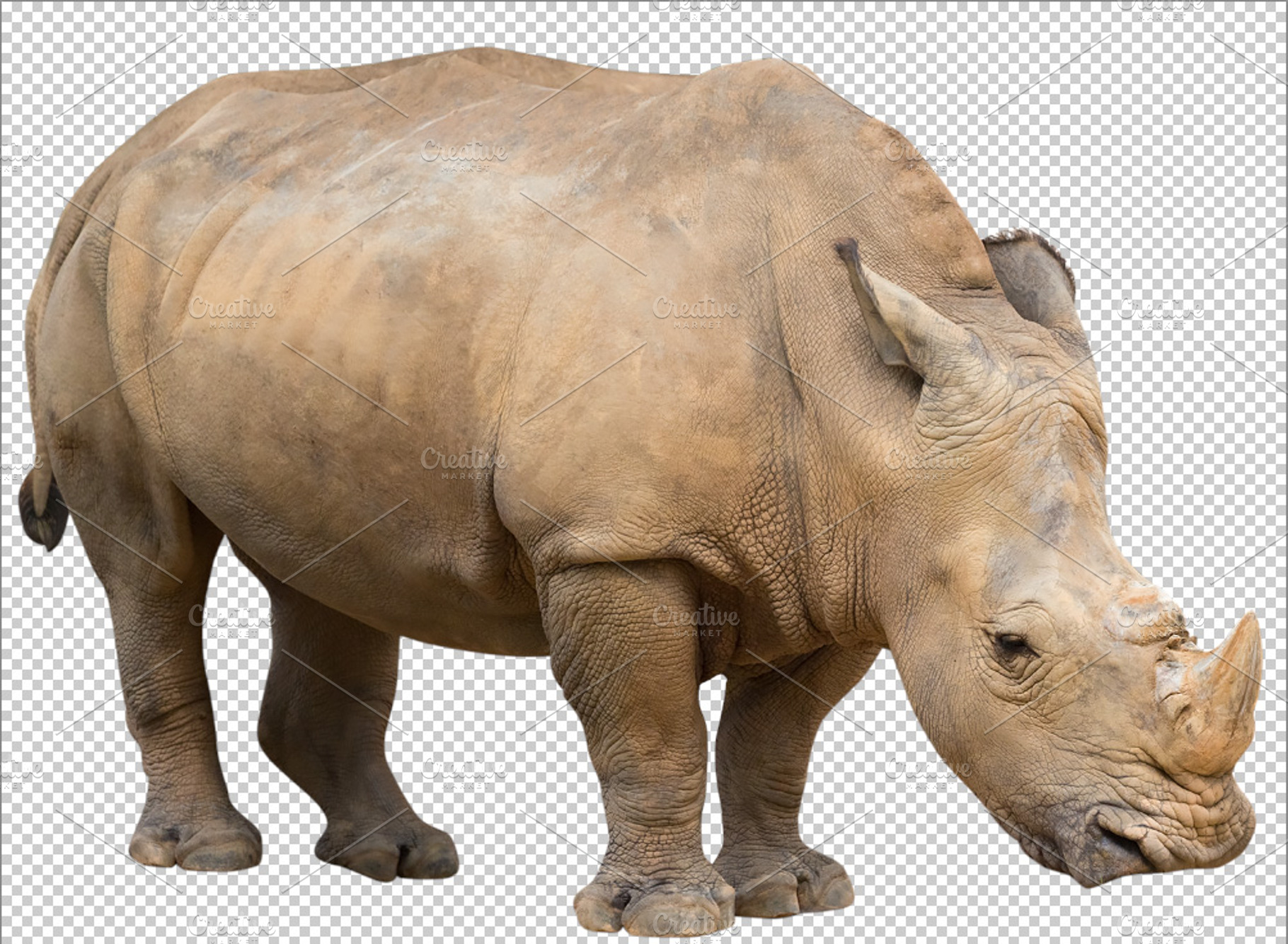 Rhinoceros,Transparent PNG, an Animal Photo by mikenoki