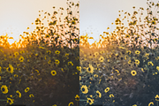 10 Sunshine Lightroom Presets, a Preset Add-On by RamsaGraphi (Thumbnail 7 of 10)