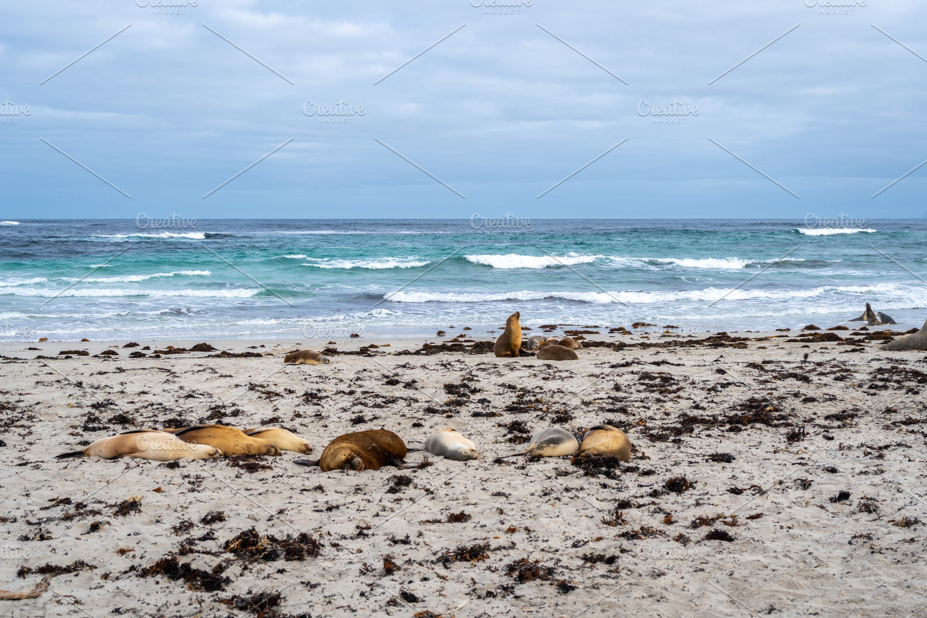 Sea lions resting on sandy beach at Seal Bay, Kangaroo Island, A, an Animal Photo by GoodGoods