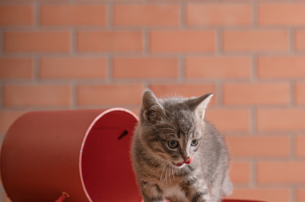 Little gray kitten plays
