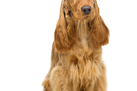 Beautiful english cocker spaniel featuring isolated, pet, and canine, an Animal Photo by Sweet Studio