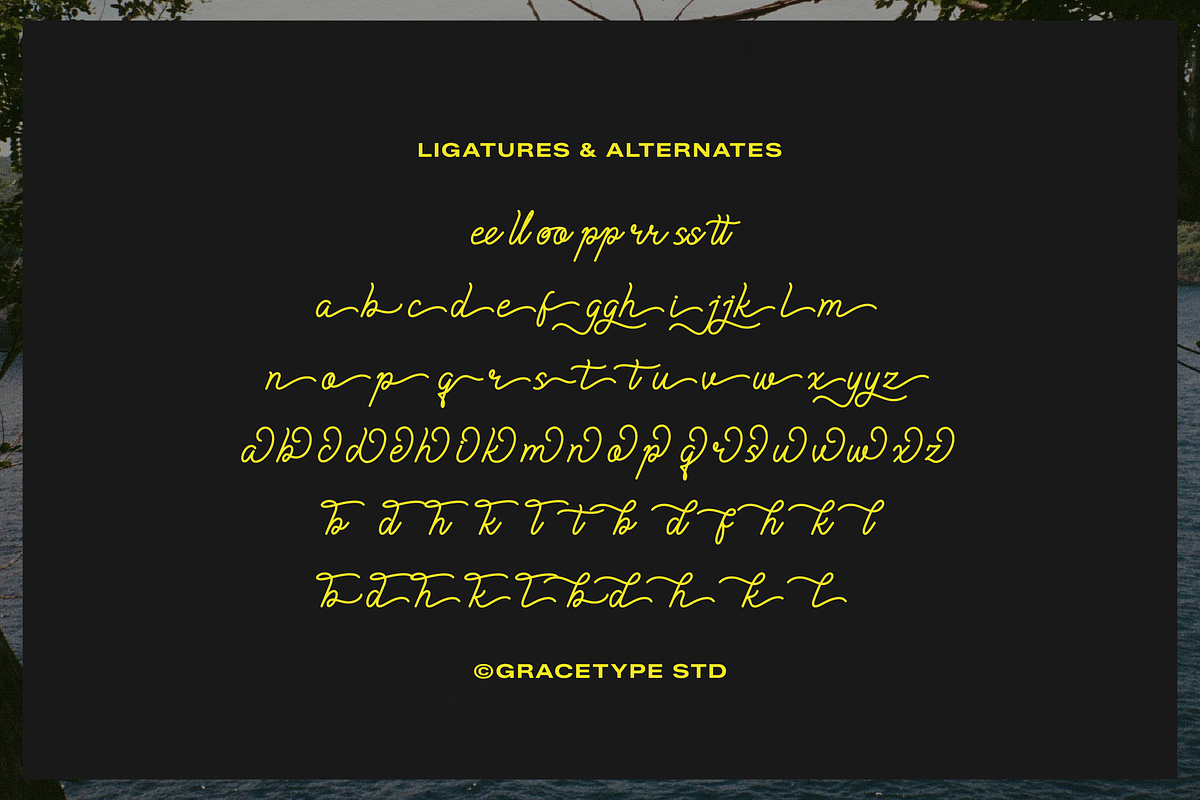 Cauloid | Monoline Script, a Script Font by gracetype_studio (Photo 12 of 12)