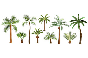 Set of vector palm tree, tropical, an Object Illustration by Elegant Solution