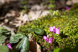 Close up of purple cyclamen flowers, a Nature Photo by Imaginarium