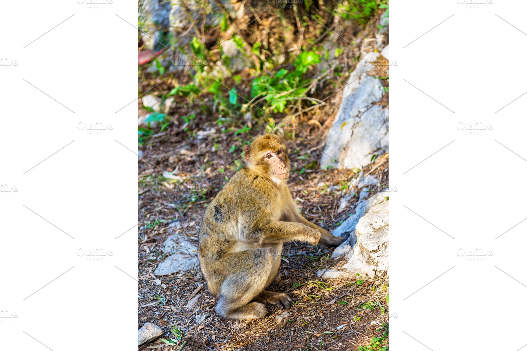 Barbary macaque at the Upper Rock of Gibraltar, an Animal Photo by Leonid Andronov