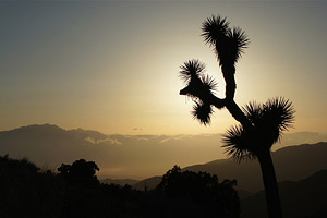 Raised Needles 1, a Nature Photo by Graphic Wray