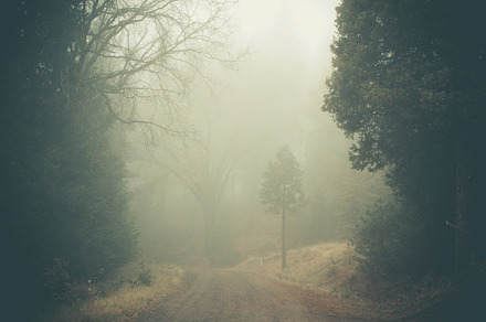 Dark foggy forest road