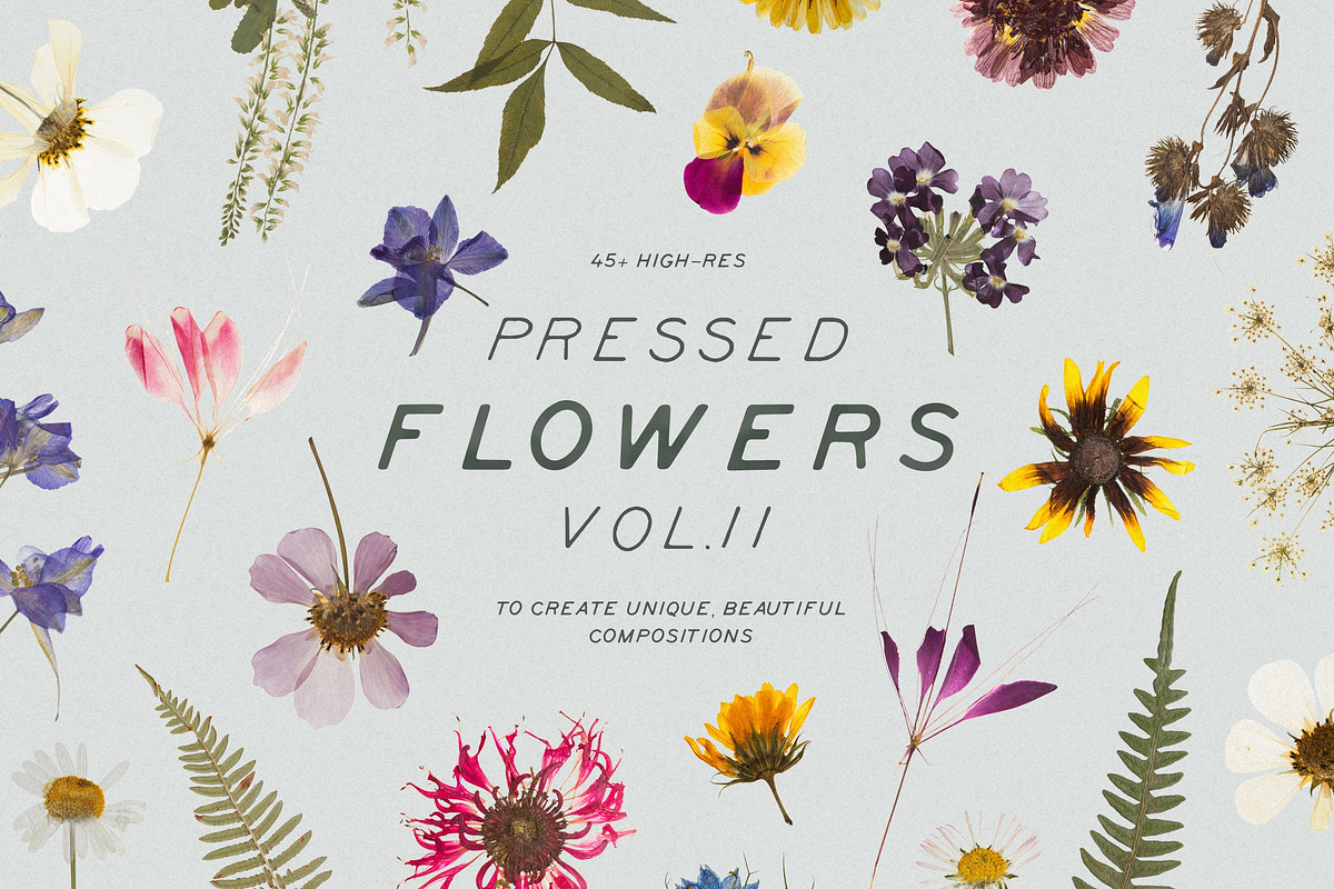 BUNDLE - Dry Flowers & Leaves, an Object Graphic by Sparrow & Snow (Photo 13 of 28)