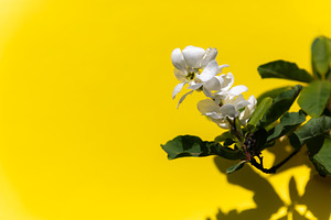 Delicate white flower with green leaves against a bright yellow, a Nature Photo by Ales Munt