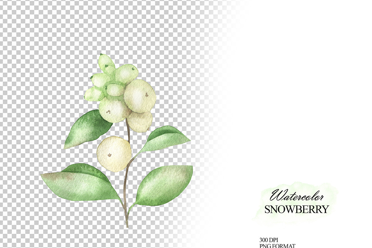 Watercolor snowberry clipart, an Illustration by OlDm_Shop (Photo 10 of 11)