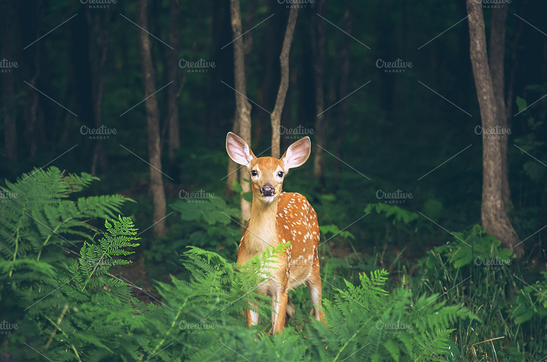 Fawn in the Forest, an Animal Photo by Vanilla Extinction