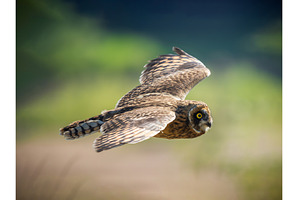 Short-eared owl or Asio flammeus, an Animal Photo by Fascinadora