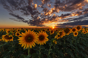 Sunset over a sunflower field