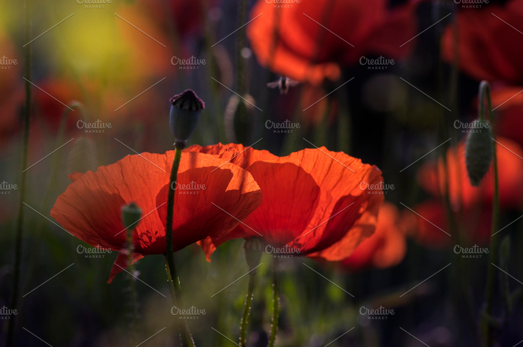 Corn poppies I, a Photo by Photo shack