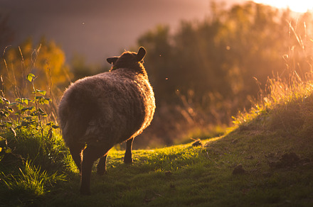 Sheep walking into bright sunlight, a Nature Photo by Piranhi