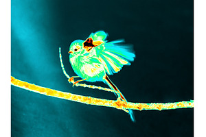 Infrared Thermal Image of Long Tiled, an Animal Photo by Fascinadora