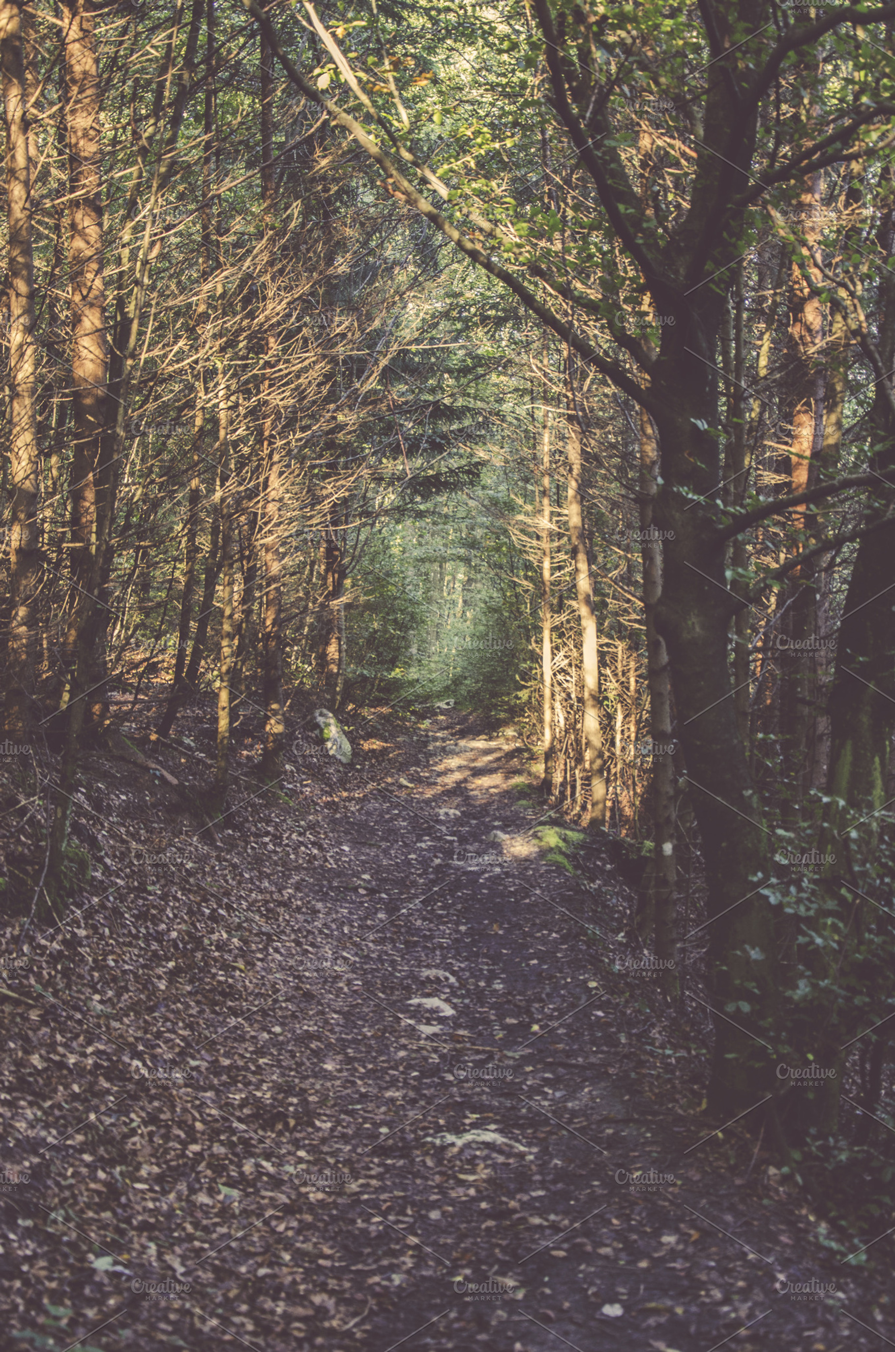 Mystic Forest Path Featuring Forest Path And Mystic