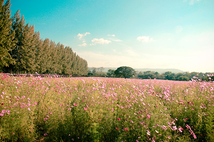 Vintage Field Nature preview 6
