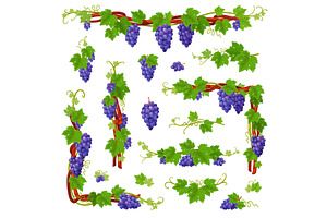 Cartoon grape vine. Curly branches, a Food Illustration by YummyBuum