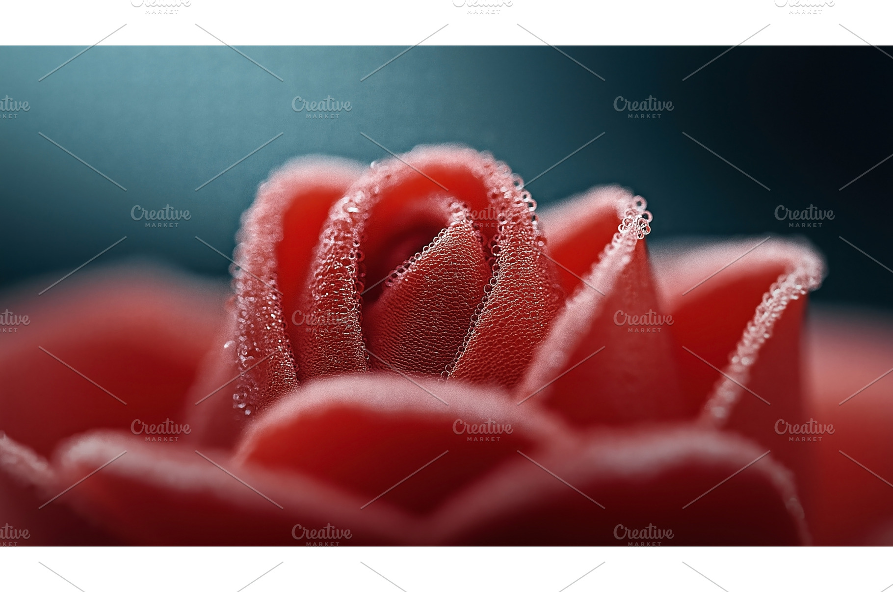 Close-up of a red rose bud with dew, a Nature Photo by Sergey Kotenev