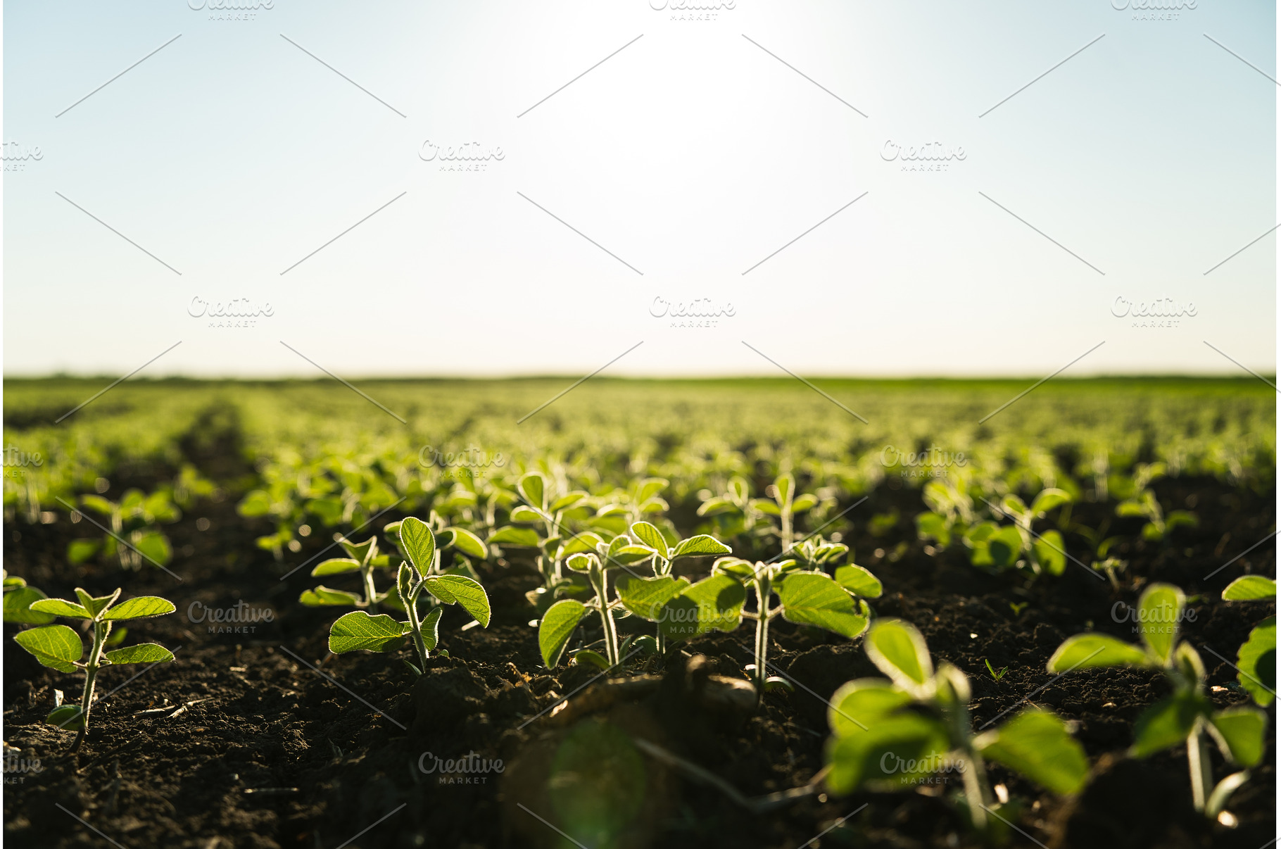 Fresh green sprouts of soy on a, a Nature Photo by volodymyrshtun13795