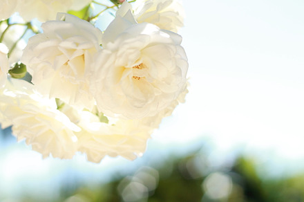 Botanical garden stock photo containing flowers and floral