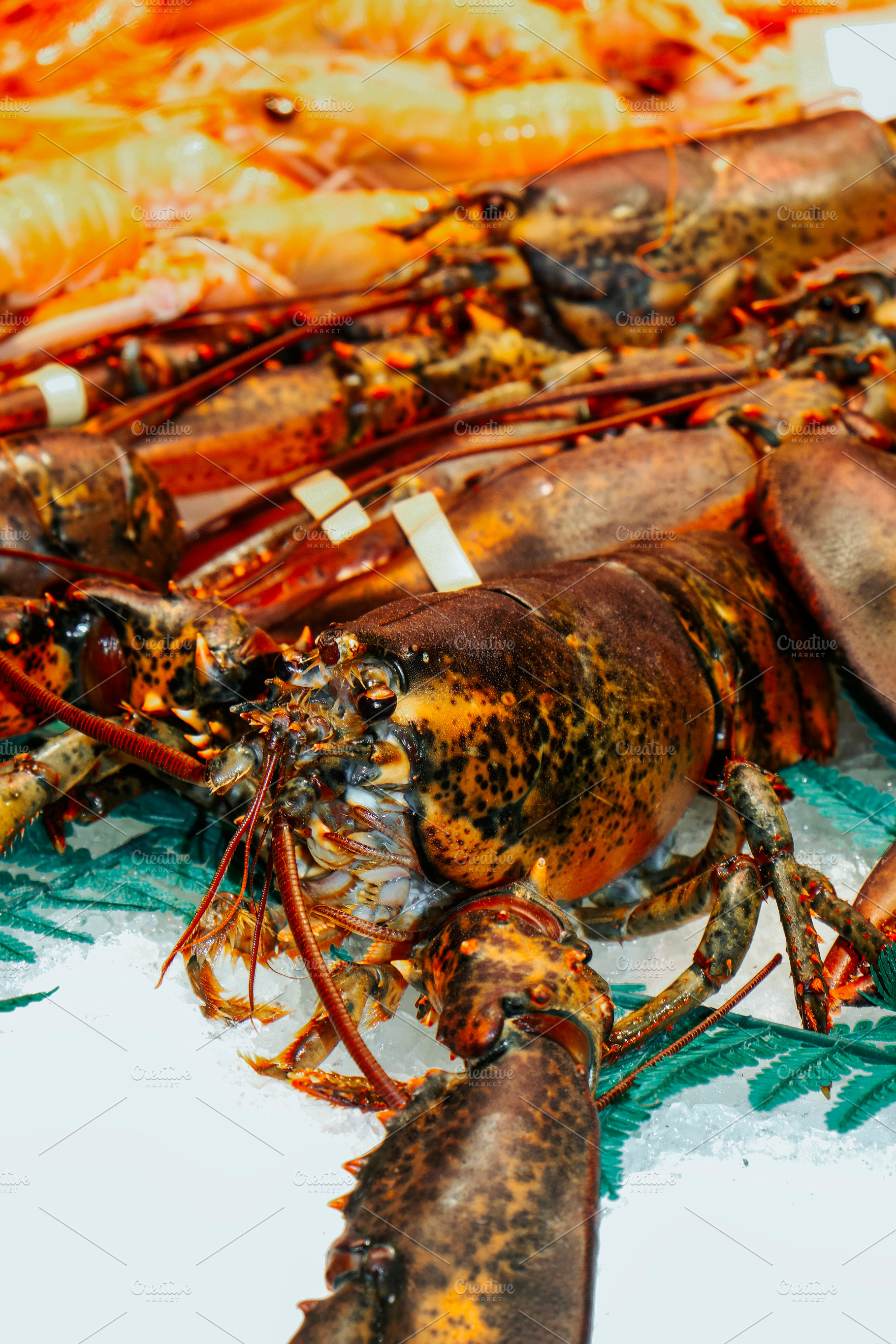 lobsters and shellfish on ice at a fish market, a Photo by Nito