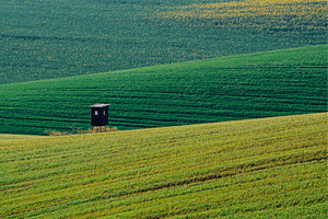 Green grass field background, a Nature Photo by Nature and travel