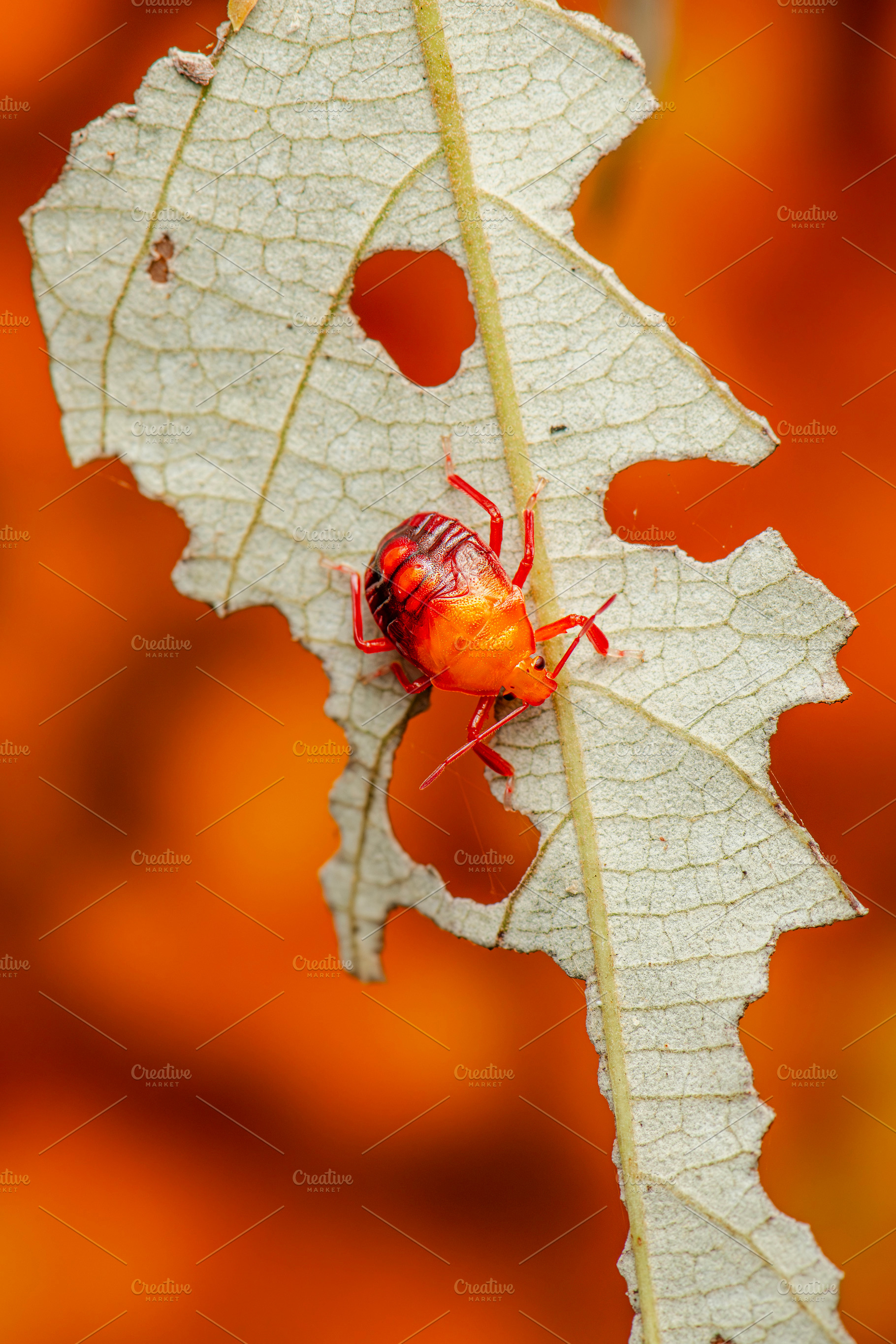 Spined soldier bug, an Animal Photo by Rob D Animal Photography
