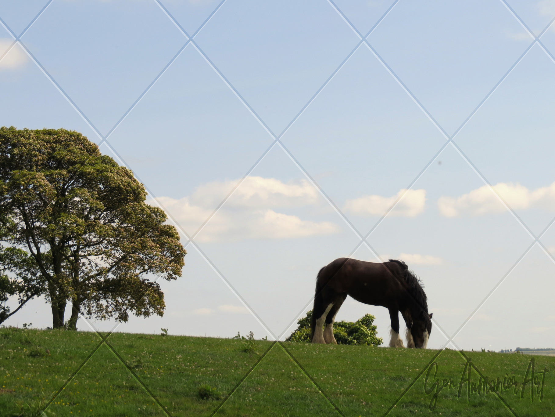 Grazing in High Bradfield Photograph, an Animal Photo by Gen Aumonier