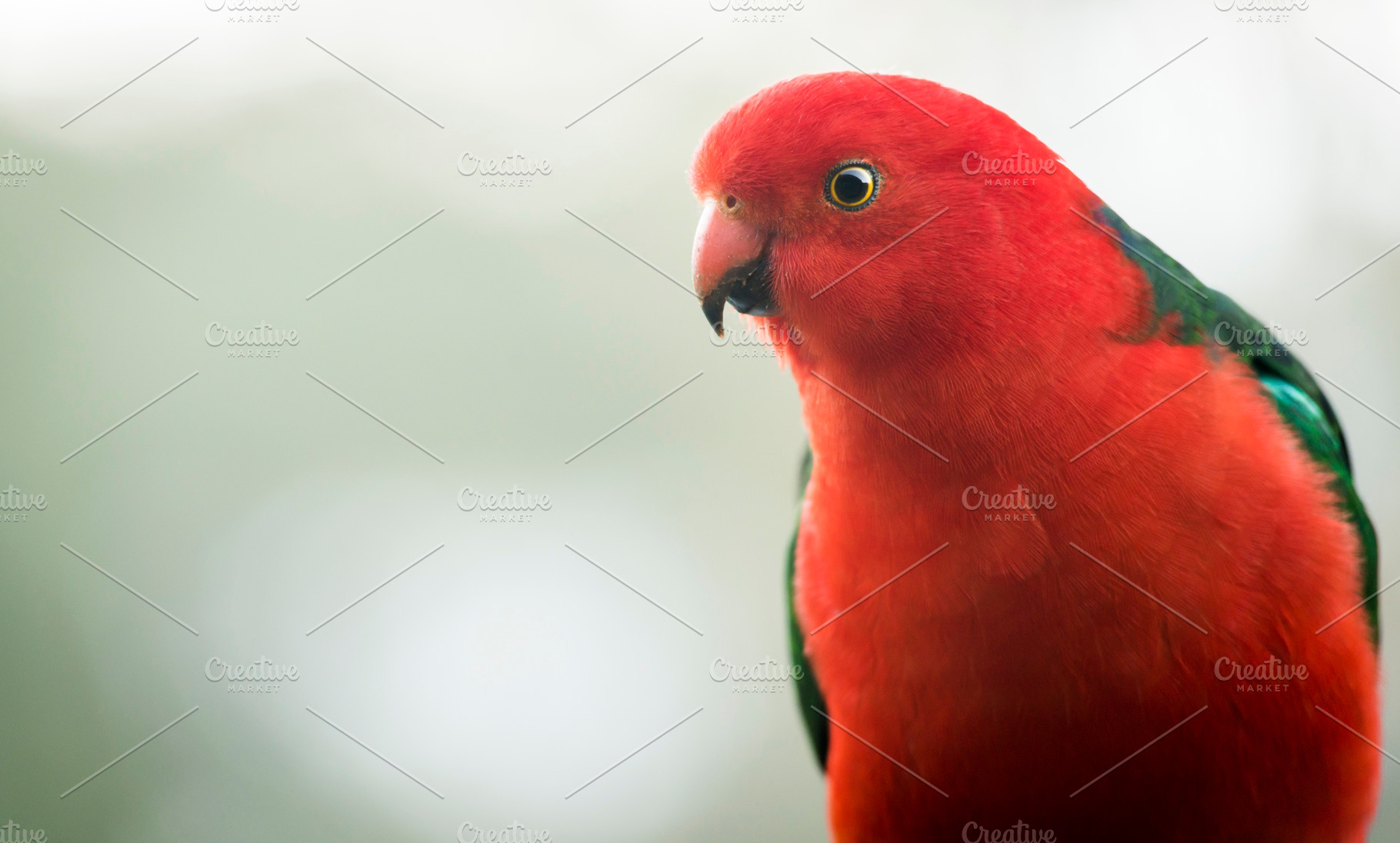 King Parrot, an Animal Photo by THP Creative