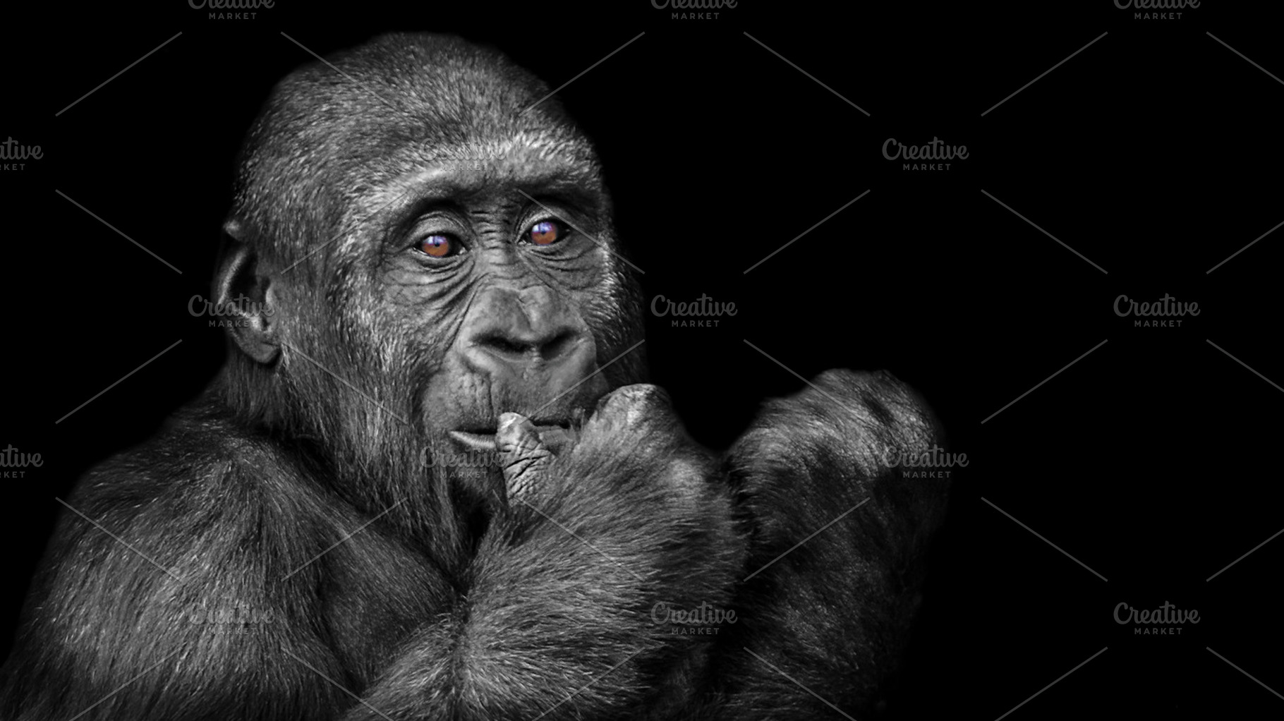 Young Silverback Gorilla, an Animal Photo by Shoey Photography