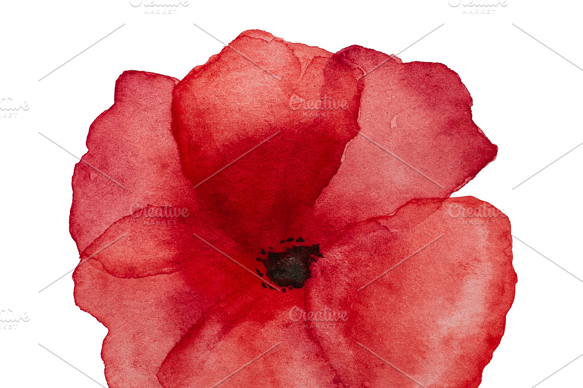 Beautiful picture of poppy flowers. Happy Remembrance Day, an Illustration by Svetlana Barchan
