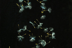 Summer snowflakes