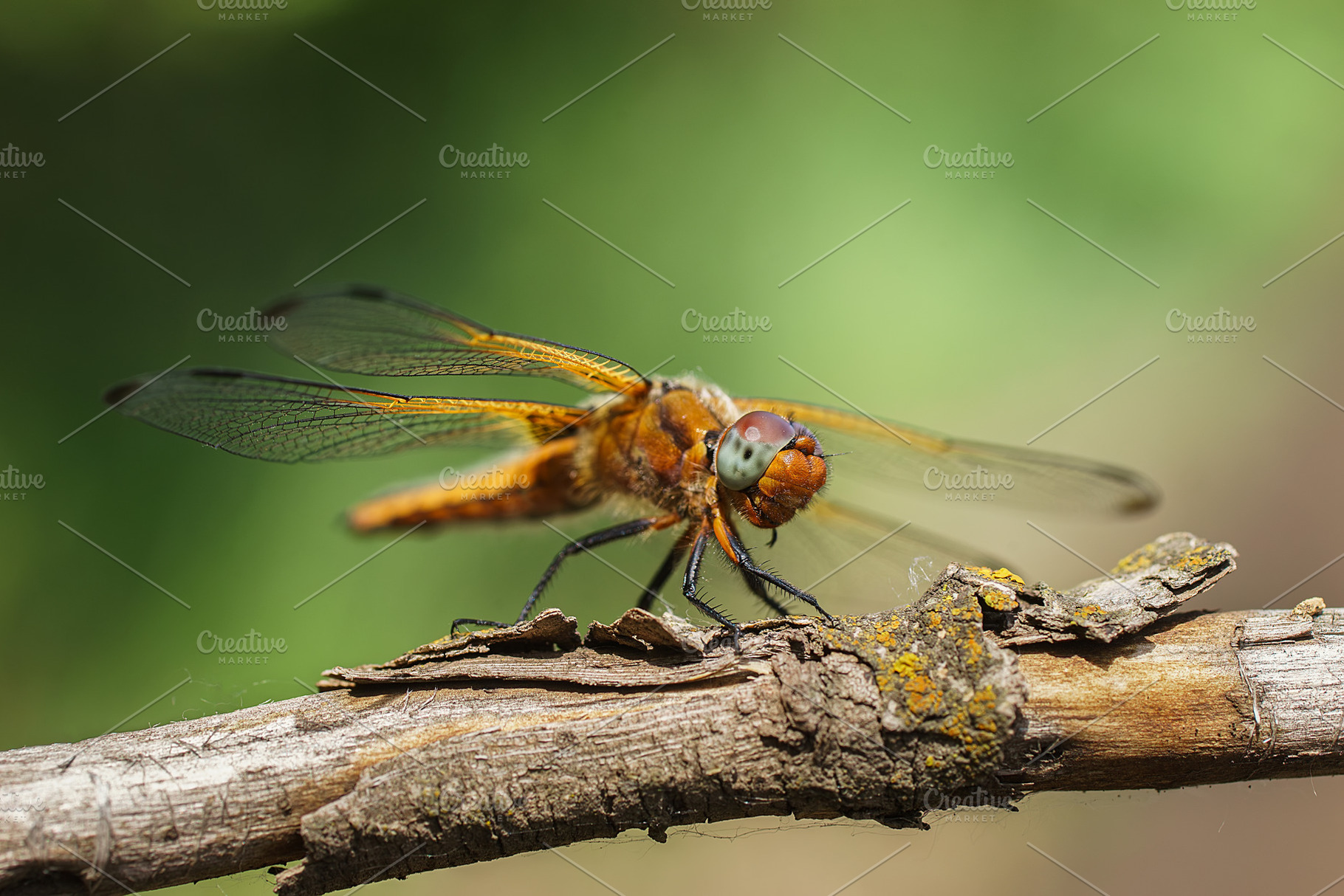 Sympétrum Sanguin (Sympetrum sanguin, an Animal Photo by AlexBush