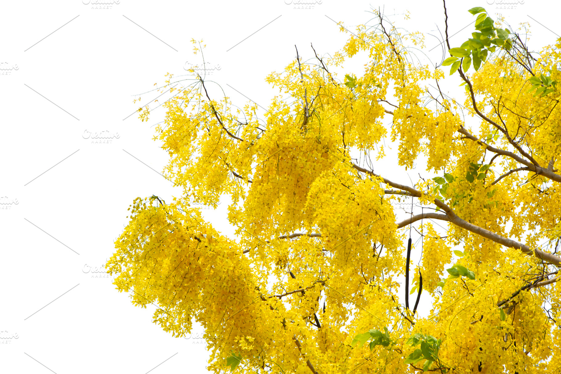 Beautiful Yellow Flowers Tree., a Nature Photo by rakoptonLPN