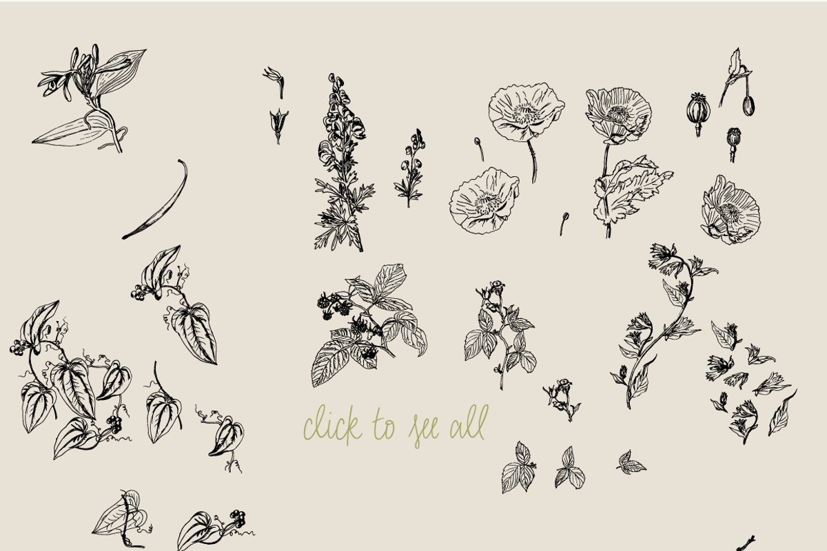 Botanical Vector Collection, an Illustration by Julia Bausenhardt (Photo 5 of 5)
