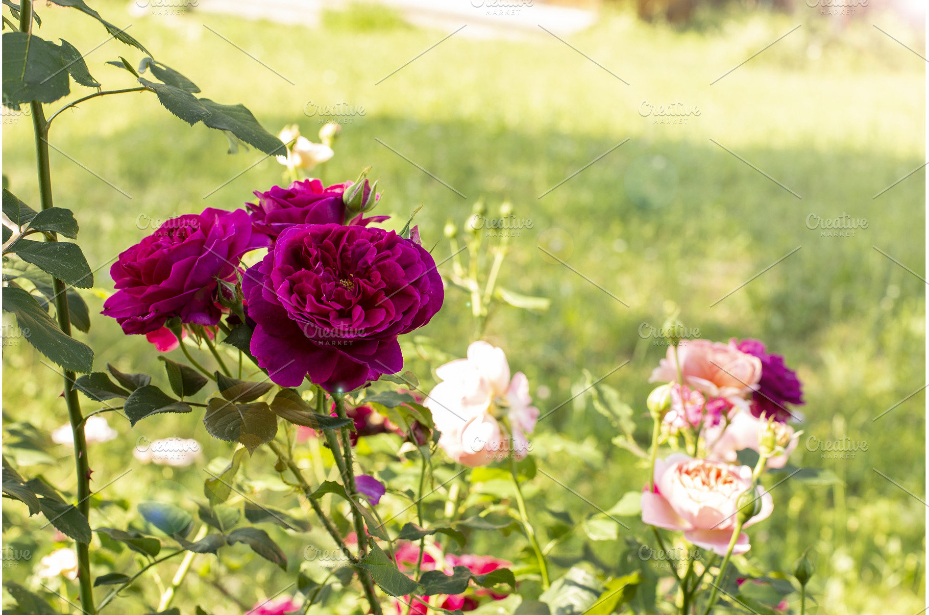 Summer natural background with, a Nature Photo by Diary of impressions