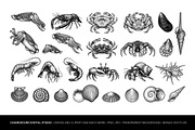 Mediterranean Sea Vector Clipart Set, an Animal Illustration by Pingebat (Thumbnail 4 of 15)