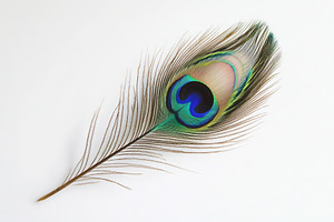 A stunning peacock feather contrasts, a Photo by Pavel_design