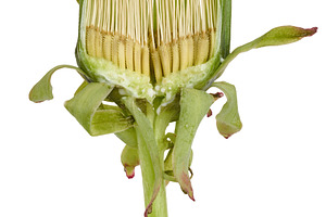 A section of an unopened dandelion bud shows the internal struct, a Nature Photo by ndanko