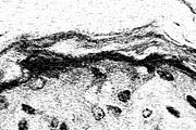 Lilliputian, a Texture Graphic by Jennifer Lauren Creative (Thumbnail 20 of 28)
