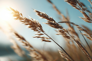 Golden dry grass swaying in sunlight, a Nature Photo by MistyDay