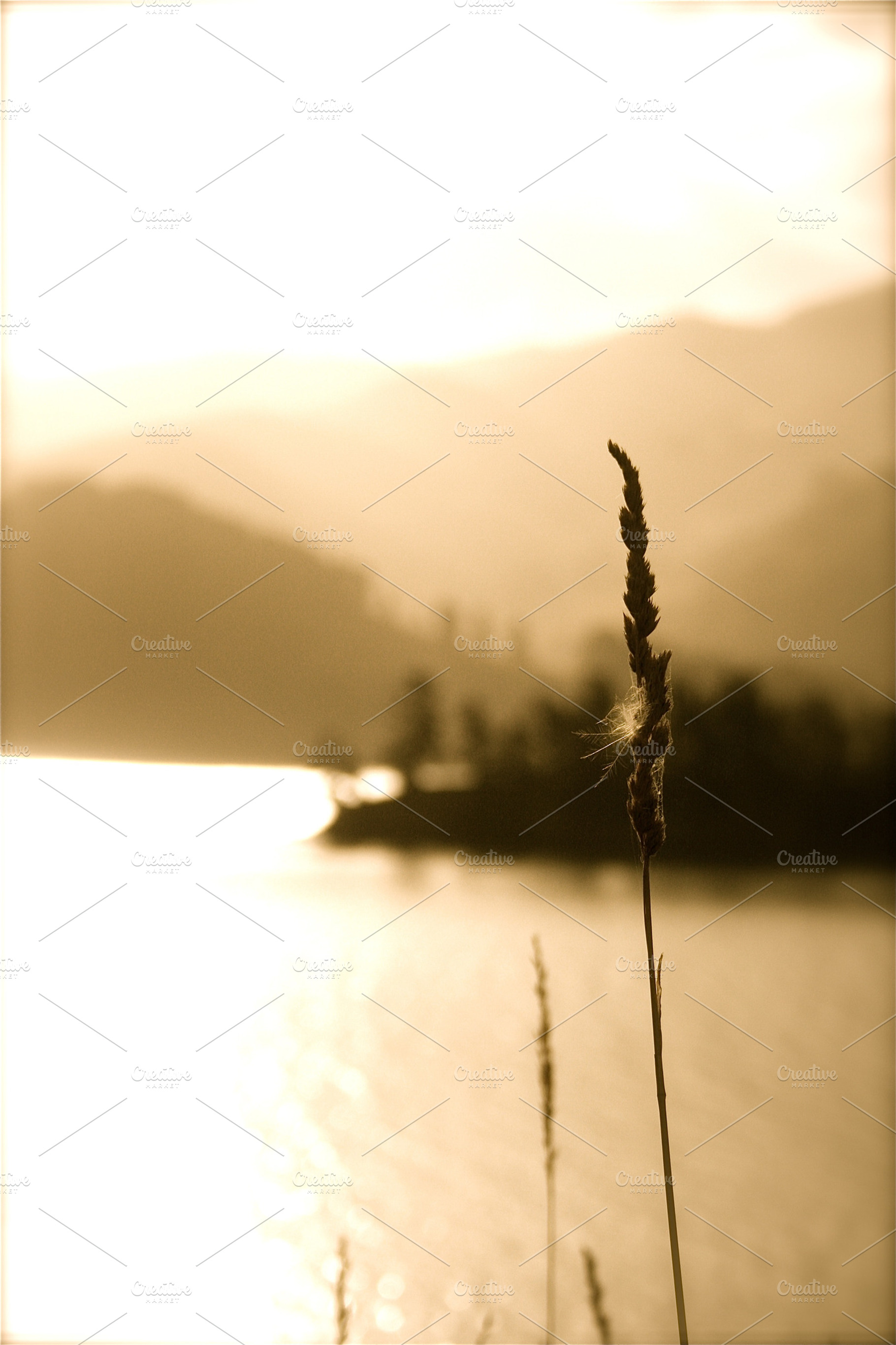 Island Wheat
